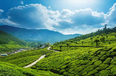 munnar